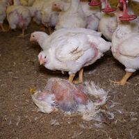 Pollos muertos aplastados por gallina
